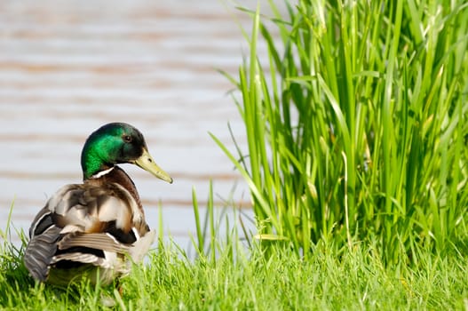 Duck is looking. Taken by a lake.