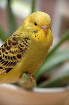 Yellow budgie is resting.