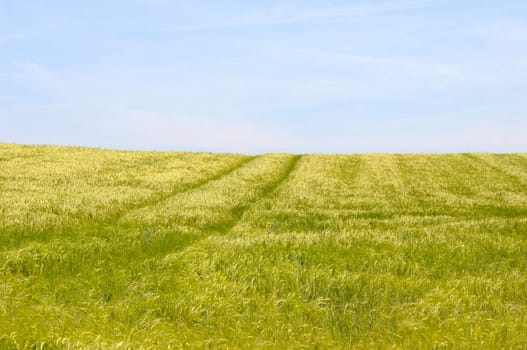 Green field and blue sky.