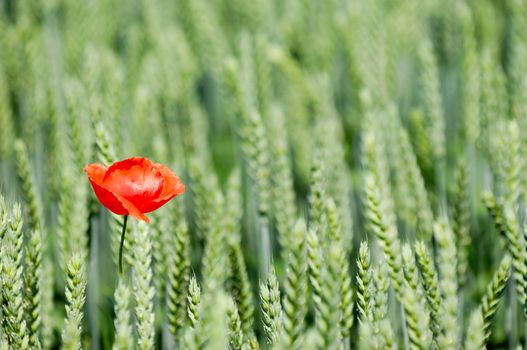 Red poppy and corn field