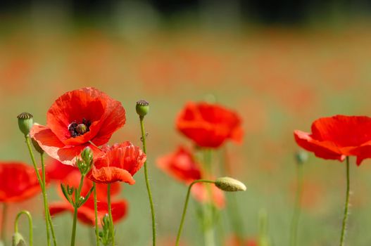 Red poppies. Some in focus and others in blur