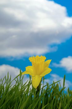 Daffodil with water drops in grass with a blue and cloudy sky.