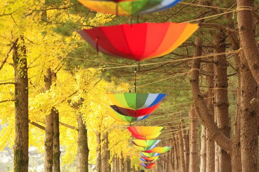 Fall at Nami Island in Gapyong Korea