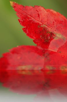 beautiful close-up of maple red leaf with warm green background.