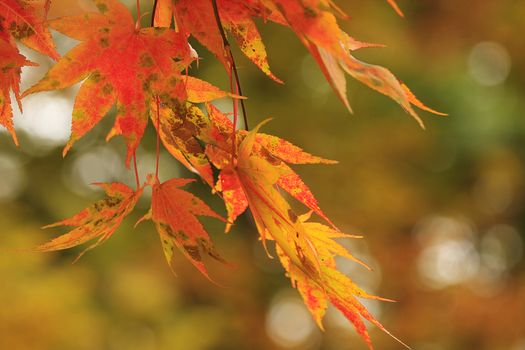 red japanese maple in october autumn month
