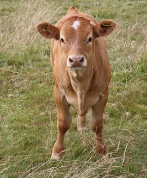 a cow grazing in a field