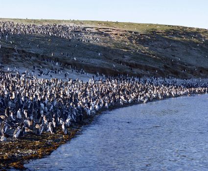 Magellanic penguins, Peninsula Valdez, Patagonia, Argentina.