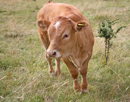 a cow grazing in a field