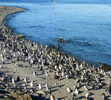 Magellanic penguin, Peninsula Valdez, Patagonia, Argentina.