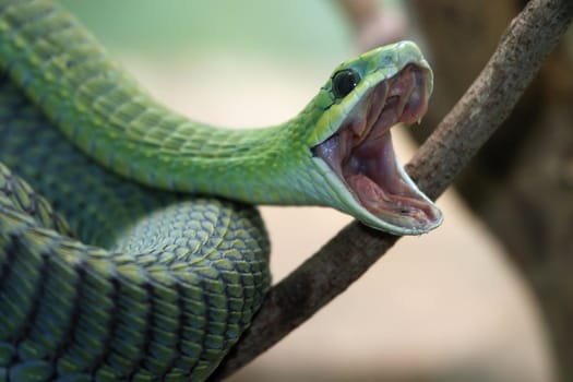 Venomous green boomslang snake with mouth open and coiled to strike