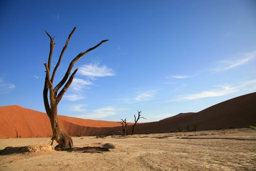 Set deep within the dune sea of the Namib desert, Sossusvlei - namibia