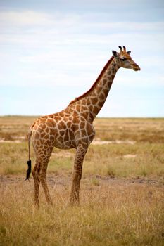 Giraffe in Etosha - North of Namibia