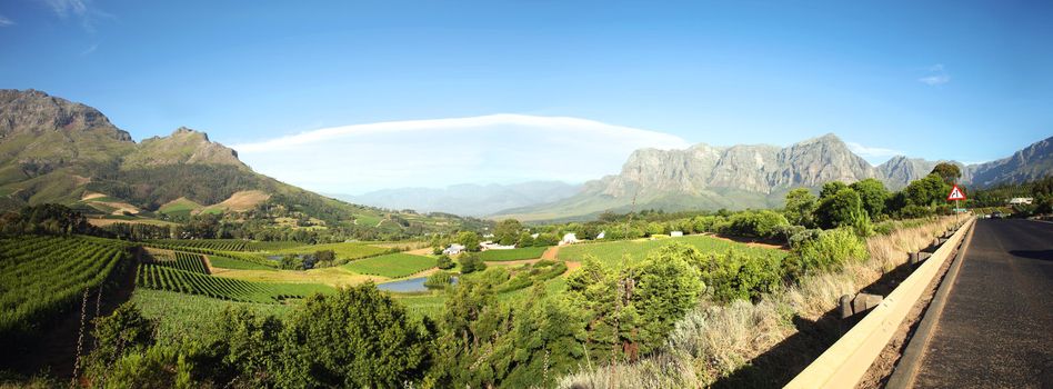 Panorama of a vineyard in the south of Franschhoek