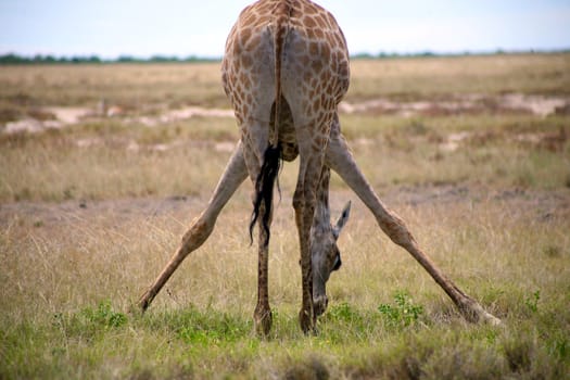 Giraffe in Etosha - North of Namibia in a strange position for eating grass on the ground