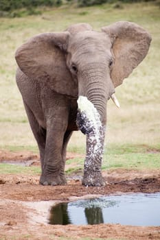 Elephant lifestyle in South Africa