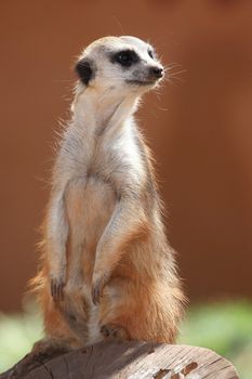 Meerkat or Suricate standing guard on a tree stump