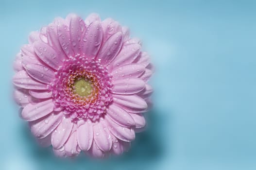 Pink Gerber flower in full bloom in blue background
