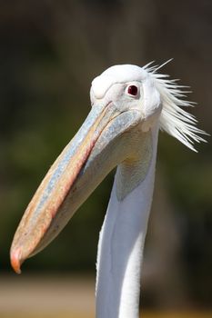 Portrait of a white pelican bird with a crest and funny curious expression