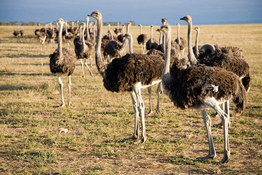 Ostriches in South Africa early in the morning somewhere on the Garden Road going to Durban