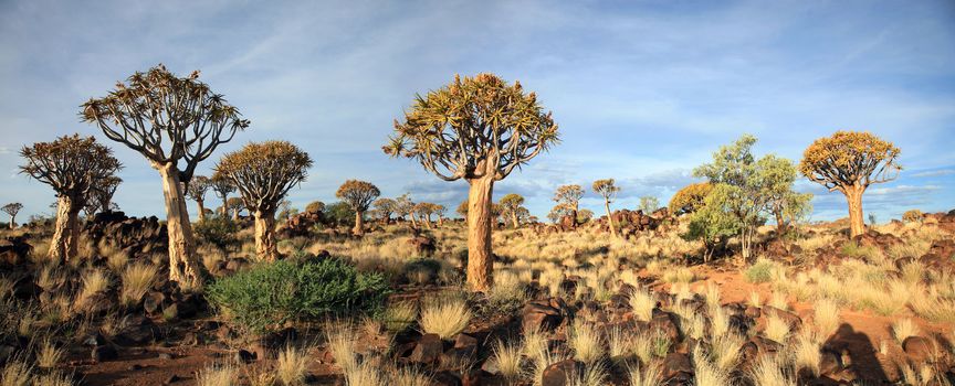 The quiver tree or Aloe dichotoma is probably the best known aloe found in South Africa and Namibia.