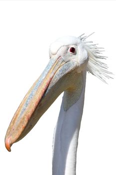 Portrait of a white pelican bird with a crest and funny curious expression