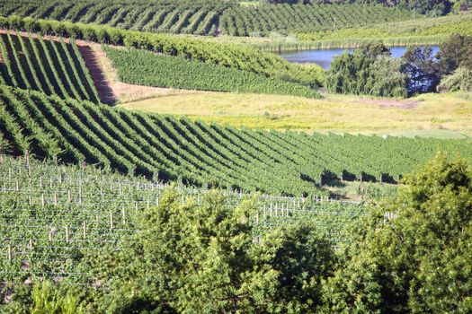 Panorama of a vineyard in the south of Franschhoek