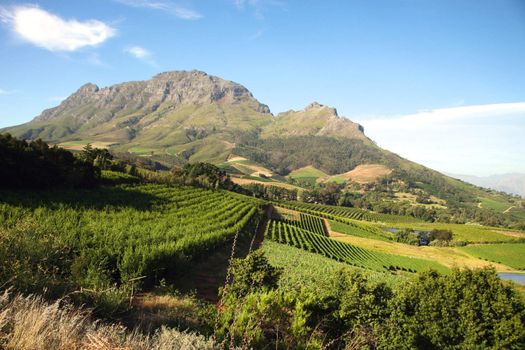 Panorama of a vineyard in the south of Franschhoek