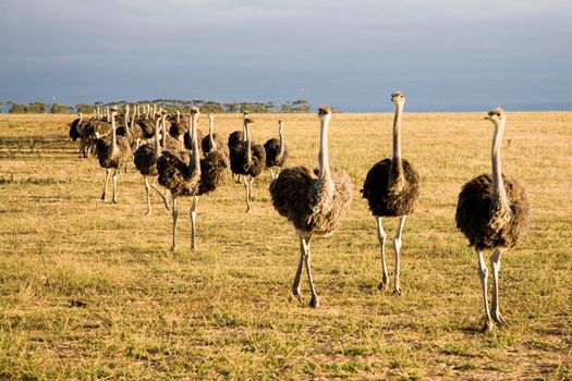 Ostriches in South Africa early in the morning somewhere on the Garden Road going to Durban