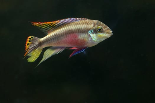 Rainbow Kribensis fish swimming in dark murky water