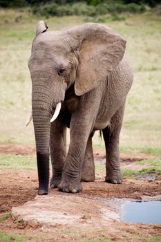 Elephant lifestyle in South Africa