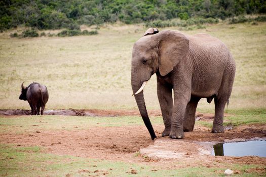 Elephant lifestyle in South Africa