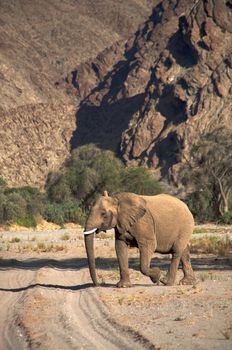 Elephant eating in a river bed in the Skeleton Coast Desert, Namibia