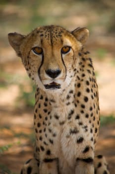 cheetah in Harnas Foundation  Namibia