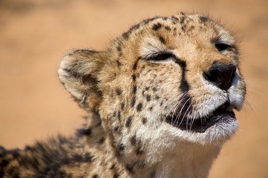 Close-up of Cheetha looking for food with desert background