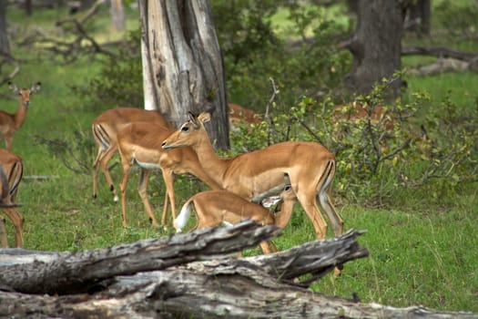 Springboks in Moremi Nature Reserve