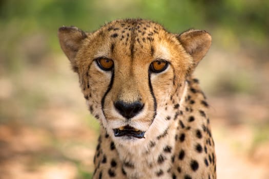 cheetah in Harnas Foundation  Namibia