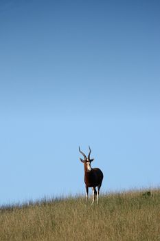 Blesbok antelope standing in the tall African grass against open blue sky