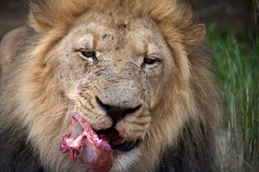 Detail of a lion in a Safari in Namibia