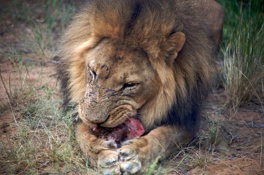 Detail of a lion in a Safari in Namibia