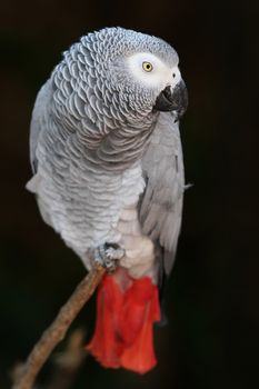 An African Grey parrot with a red tale and perched on a branch