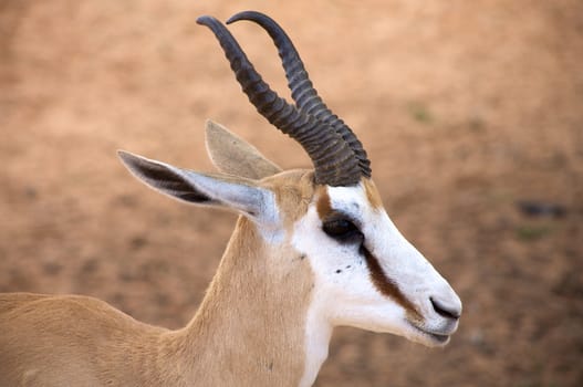 Baby Springbok in the Kalahari desert