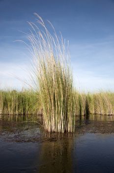 Landscape of water and grass in the Okavango Delta in North of Botswana. The Delta is the biggest sweatwater reservoir in this area and the water is absolutely clean