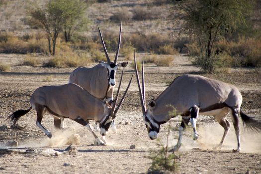 Gemsboks fighting in the Kalahari desert