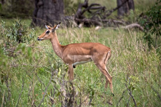 Springboks in Moremi Nature Reserve