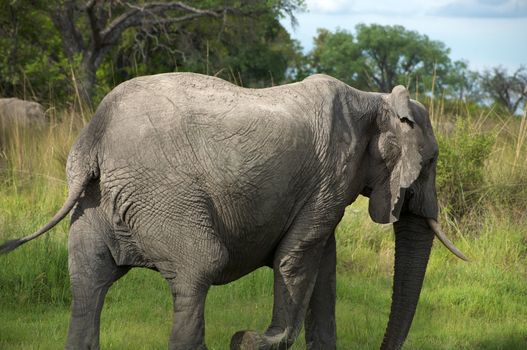 Elephant in the bush - Moremi Nature Reserve in Botswana