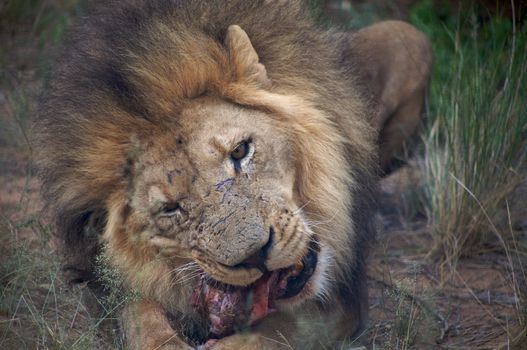 Detail of a lion in a Safari in Namibia