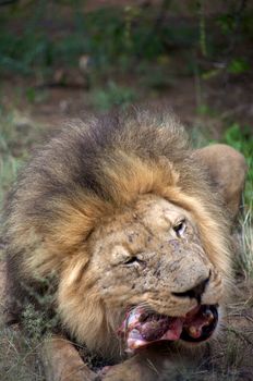 Detail of a lion in a Safari in Namibia