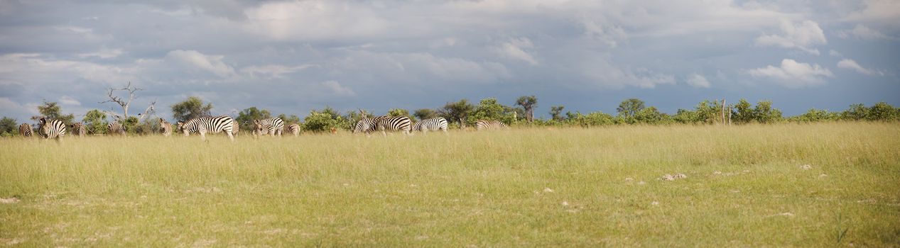 Group of Zebra eating grass in the Moremi Nature Reserve in Botswana