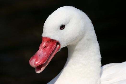 Talking swan with white feathers and red beak