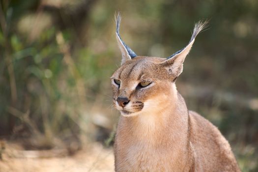 Caracal